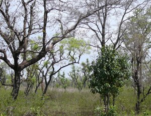 Lichter Wald in Nordindien