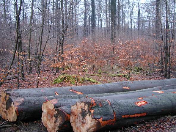 Sustainable forest management in a close-to-nature beech stand